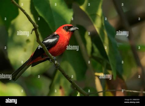 White Winged Tanager Piranga Leucoptera Perched On A Branch In