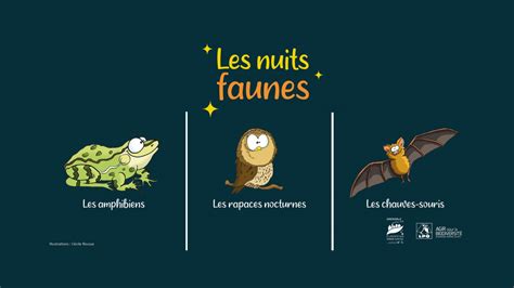 Les Nuits Faunes à la découverte des rapaces nocturnes