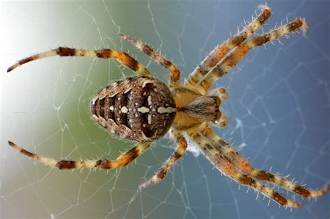 Scariest Looking Spiders