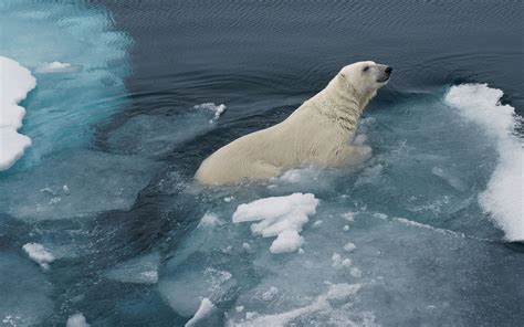 Polar bear resting on an ice floe in Svalbard, Norway. 81st parallel ...