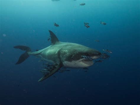 How Many Great White Sharks Are Left in the World? - Petyfied
