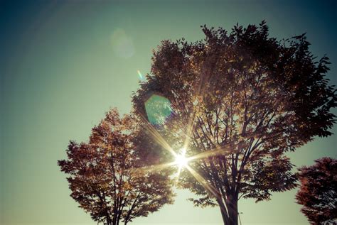 Free Images Tree Nature Branch Light Sky Night Sunlight