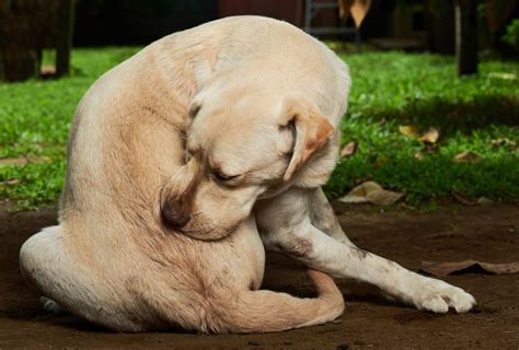 how to stop a dog from chewing on himself