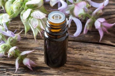 How To Use Clary Sage Oil For Hormone Balance Benefits Dilution More