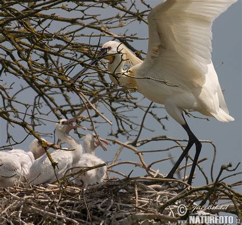 Löffler Bilder, Löffler Fotos | NaturFoto