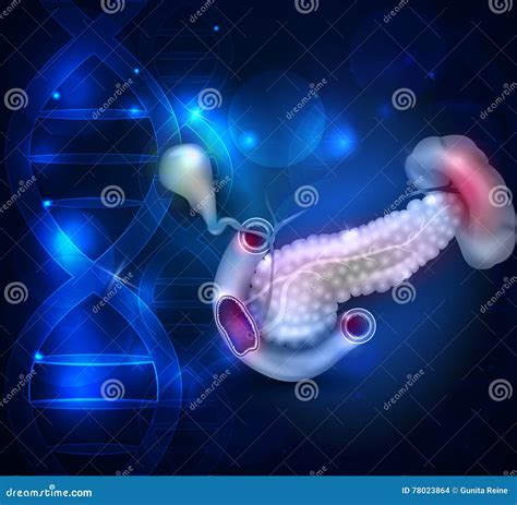 Pancreas And Surrounding Organs Background Vector Illustration