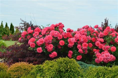 Плетистая Роза Розариум Фото И Описание – Telegraph