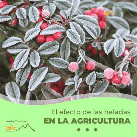 ¿cómo Afectan Las Heladas En La Agricultura