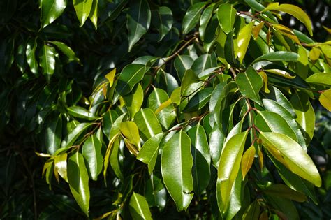 Evergreen Trees With Leaves at Cooper Nickle blog