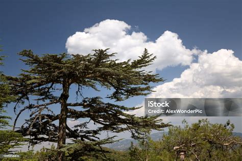 cyprus cedar endemic  cyprus stock photo  image
