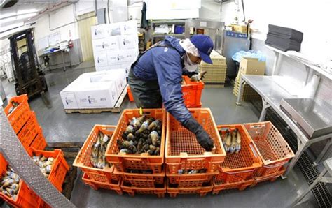 Geoduck farming takes off as demand for clams grows in Asia - Sentinel ...