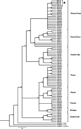 Phylogeography And Conservation Genetics Of The Common Wall Lizard Podarcis Muralis On Islands