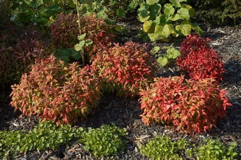 Nandina Firepower Hahira Nursery Georgia Plants