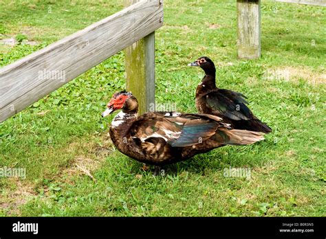 Male female geese High Resolution Stock Photography and Images - Alamy