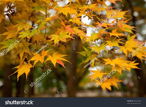 Yellow Japanese Maple Leaves Stock Photo 94534939 - Shutterstock