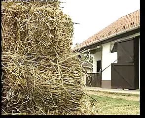 Cuore Di Pietra Anal Anal Porn XHamster