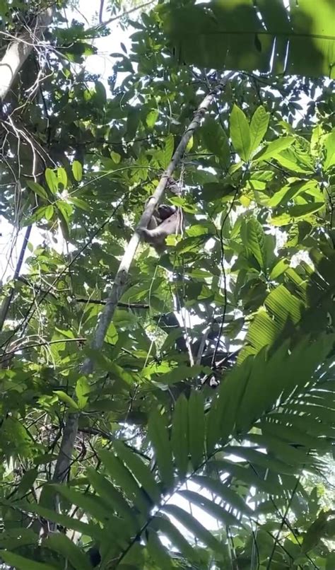 Heartbroken Sloth Mother Rushes To Reunite With Fallen Baby - The Dodo