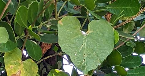 Get To Root Of The Problem To Get Rid Of Morning Glories