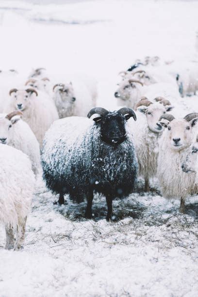 Icelandic Sheep Obrazy - Zdjęcia i ilustracje - iStock