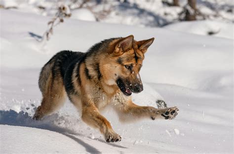 Discover the Intelligent and Loyal Shepard Dog Breed