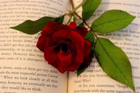 Romance Novel With Rose Free Stock Photo - Public Domain Pictures