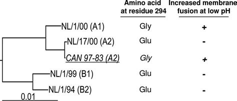 HMPV strains used in this study. A phylogenetic tree of prototype ...