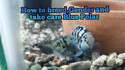 Polar Blue Parrot Calico Cichlid Breeding Pair Male Female Free Sexiz Pix