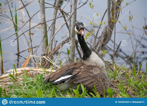 Canadian Goose Hissing while Sitting on Nest Stock Image - Image of ...