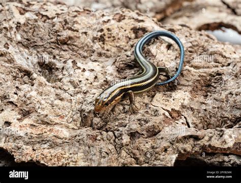 Japanese five-lined skink in the bark of a tree Stock Photo - Alamy