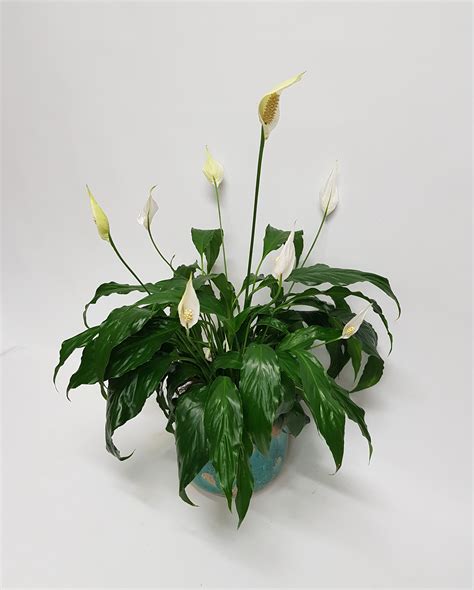 Peace Lily Plant – Kathy's Creative Flowers