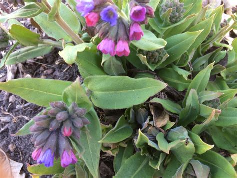 Pulmonaria angustifolia Narrow-leaf lungwort, Blue cowslip Z 4-8