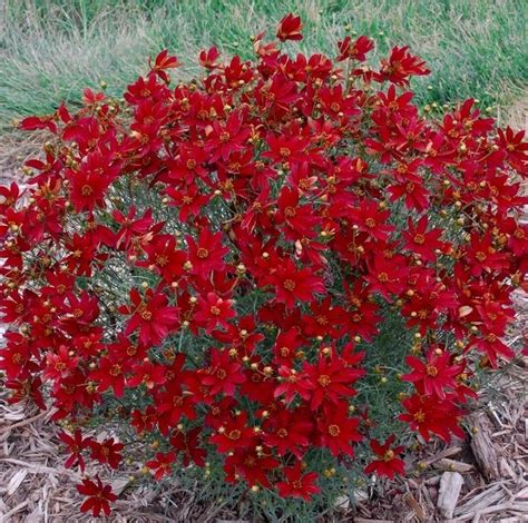 Яркие бордюрные многолетники для сада из весеннего заказа. | Perennials ...