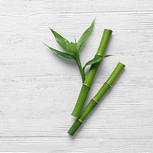 Bamboo - 100ml Diffuser Refill