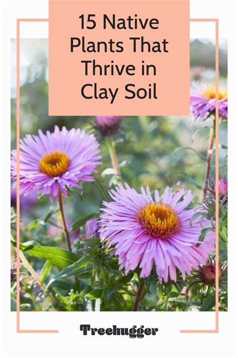 15 Native Plants That Thrive In Clay Soil Artofit