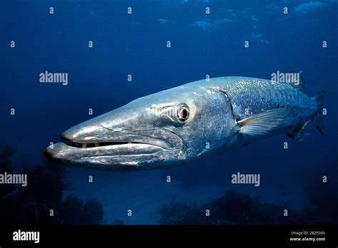 Great barracuda -Fotos und -Bildmaterial in hoher Auflösung – Alamy