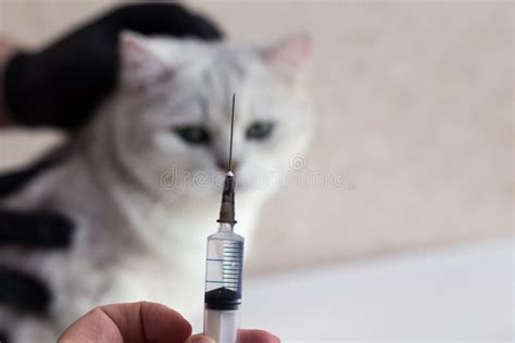 Tratamento Gatos Gato Numa Clínica Médica Veterinária Seringa