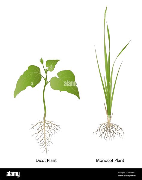 Monocotyledon Definition, Evolution, Characteristics,, 58% OFF