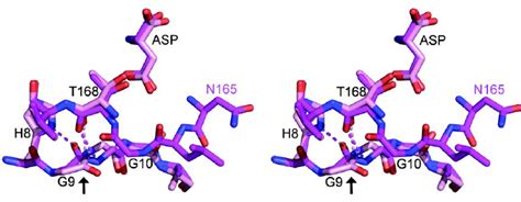 Figure S2 Glycine 9 Flips Conformation Between The Cleaved And