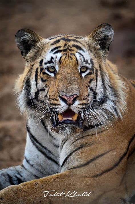 Tiger Photography - Tiger Photos from Wildlife Parks in India