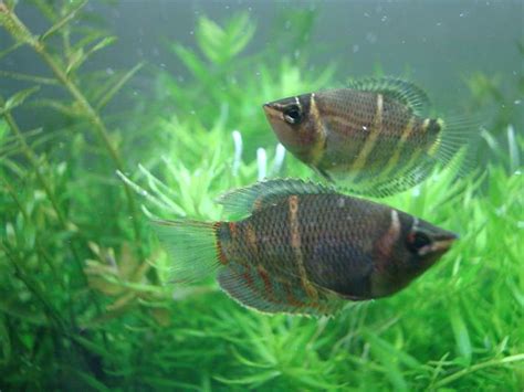 Гурами: фото, видео, питание и размножение рыбок