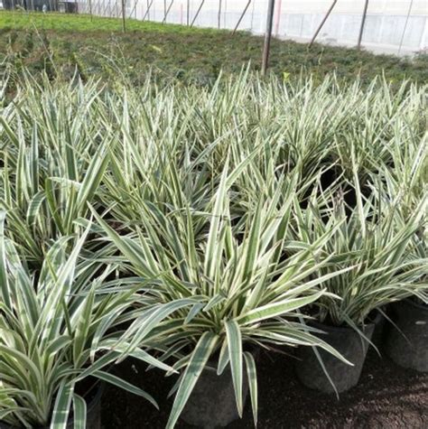 Variegated Flax Lily Star Nursery Garden And Rock Centers