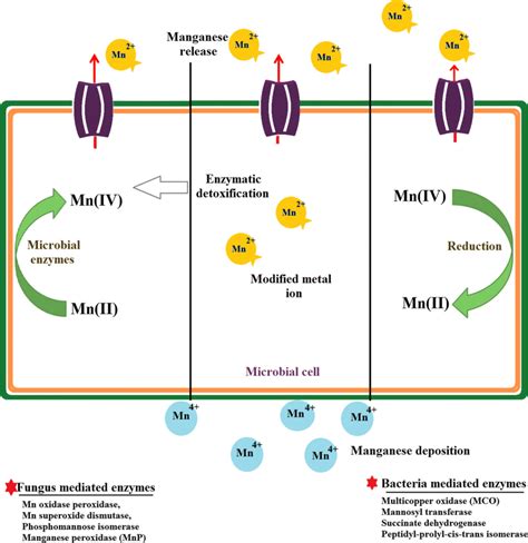 Schematic Presentation Of General Mechanism Of Intracellular Enzymatic