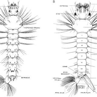 3 External anatomy of mosquito larvae, dorsal view, with anal segment ...