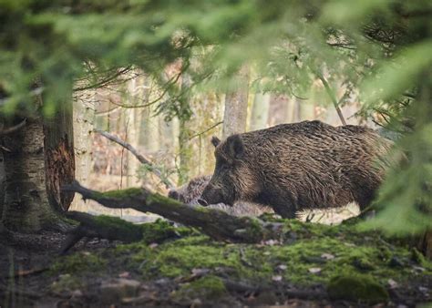 Charg Et Pi Tin Par Un Sanglier Lors Dune Battue Un Chasseur Meurt