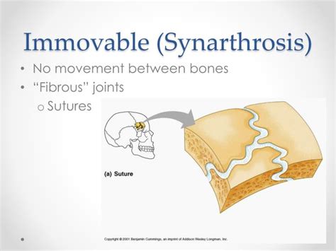 Synarthrosis Joint What You Need To Know The Immovable Guardians Of Your Skeleton