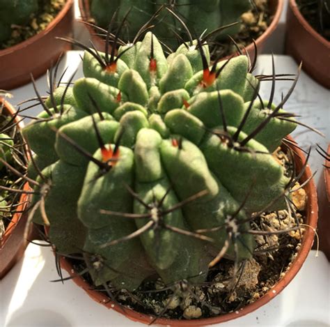 Pungilandia - Neoporteria paucicostata