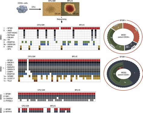 SF3B1 mutations in single-cell colonies. Mutational analysis was ...