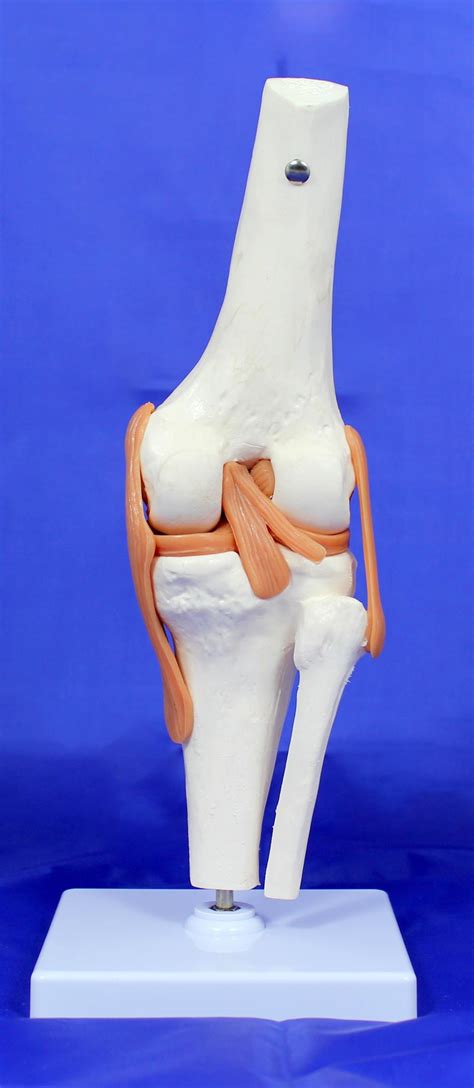 Anatomical Model Knee Joint Model With Removable Muscles Hot Sex Picture