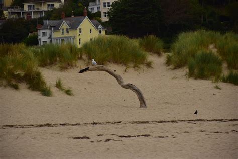 Sno Herring Gull On Dead Branch Aberdovey Larus Arge Flickr