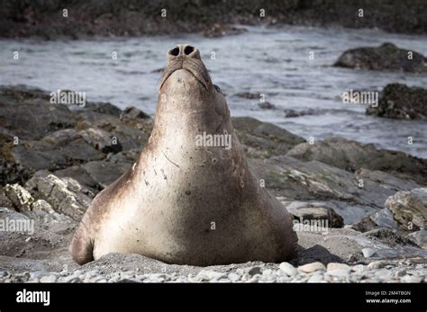 Young Male Elephant Seal Breathing With Large Nostrils South Georgia